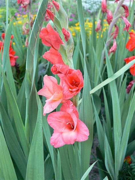 Hybrid Gladiola Carolina Primrose