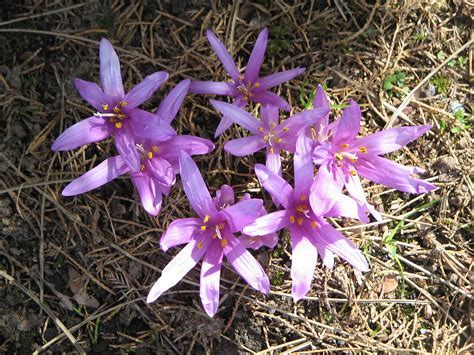 Colchicum Species, False Autumn Crocus, Meadow Saffron, Naked Ladies