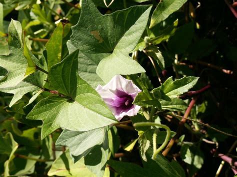 Ipomoea Species, Morning Glory, Sweet Potato