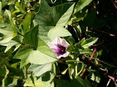 Ipomoea Species, Morning Glory, Sweet Potato
