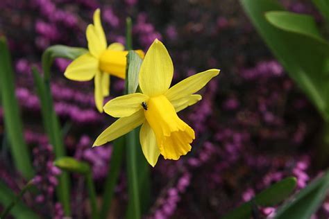 Cyclamineus Narcissus, Cyclamen Daffodil Jumblie