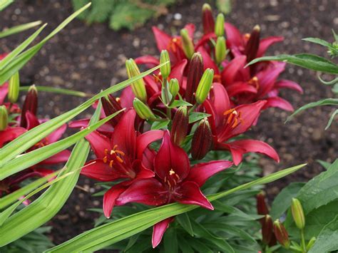 Asiatic Lily Monte Negro