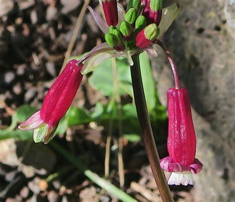 Dichelostemma, Californian Firecracker, Firecracker Flower Pink Diamond