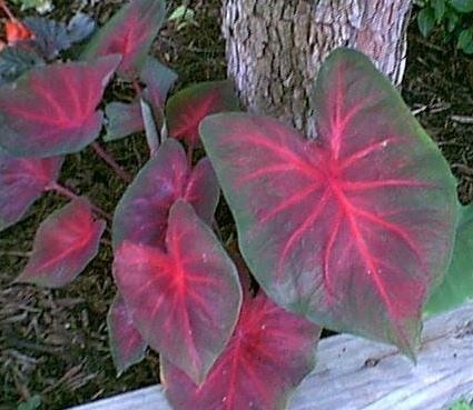 Caladium, Angel Wings, Fancy-Leafed Caladium, Heart of Jesus Blaze