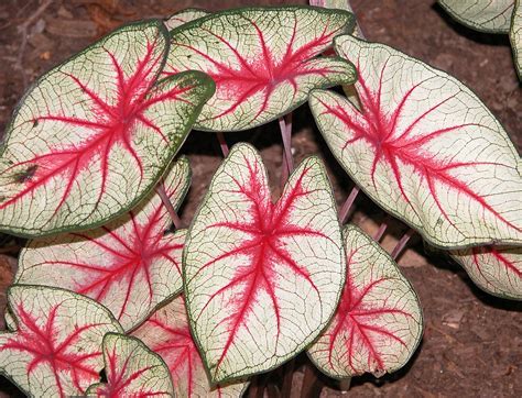 Caladium, Angel Wings, Fancy-Leafed Caladium, Heart of Jesus Rosebud