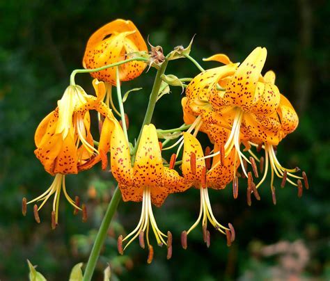 Species Lilium, Humboldts Lily