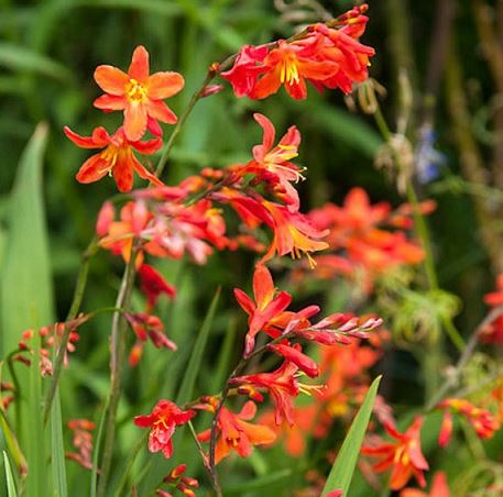 Crocosmia Carmin Brilliant