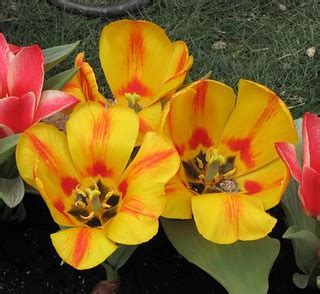 Tulip, Didiers Tulip Mixed Hybrids, Natural Hybrids
