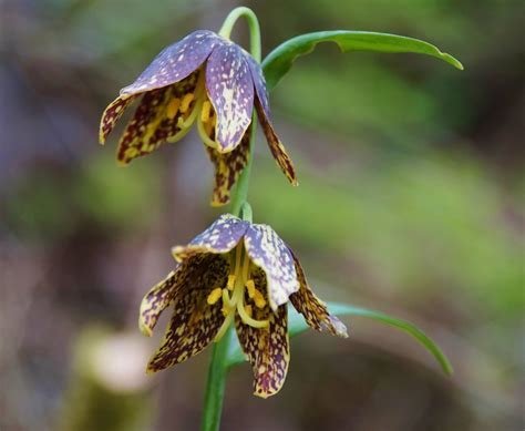 Dichopogon Species, Chocolate Lily