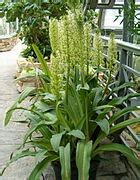 Eucomis Species, Giant Pineapple Lily