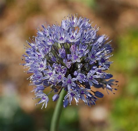 Allium Species, Blue Ornamental Onion, Blue-of-the-Heavens, Blue-flowered Garlic
