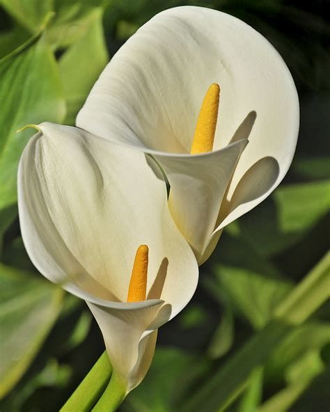 Zantedeschia, Calla Lily Plum Pretty