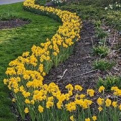 Jonquilla Narcissus, Apodanthus Daffodil 'Quail'