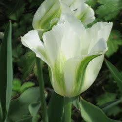 Viridiflora Tulip Spring Green