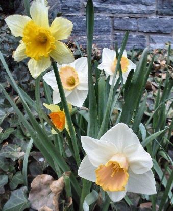 Long-cupped Narcissus, Large-cupped Daffodil Rainbow