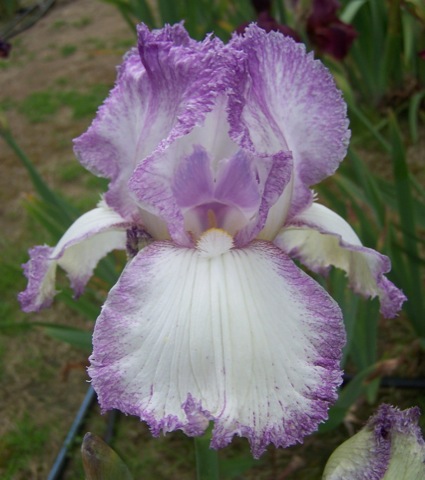 Tall Bearded Iris Petite Posy