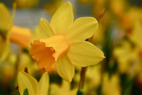 Jonquilla Narcissus, Apodanthus Daffodil Hillstar
