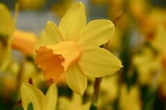 Jonquilla Narcissus, Apodanthus Daffodil 'Hillstar'