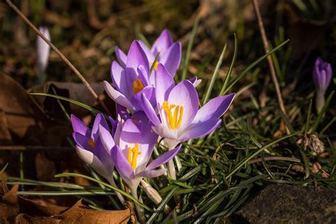 Species Crocus, Naked-flowering Crocus