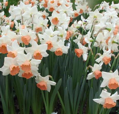 Long-cupped Narcissus, Large-cupped Daffodil Pink Pride