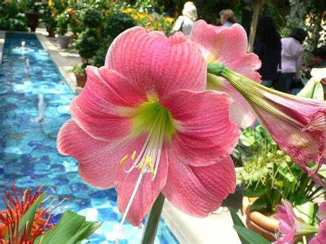 Amaryllis Philadelphia