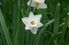 Trumpet Narcissus, Trumpet Daffodil 'Las Vegas'