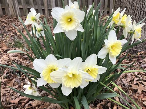 Trumpet Narcissus, Trumpet Daffodil Unsurpassable