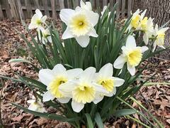 Trumpet Narcissus, Trumpet Daffodil 'Unsurpassable'