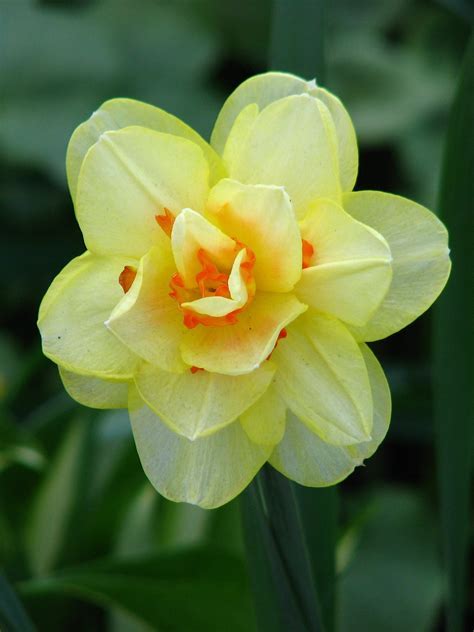 Double Narcissus, Double Daffodil Manly