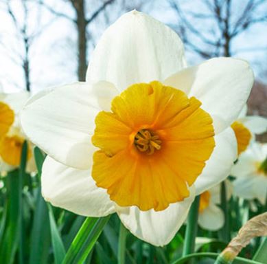 Long-cupped Narcissus, Large-cupped Daffodil Fragrant Breeze