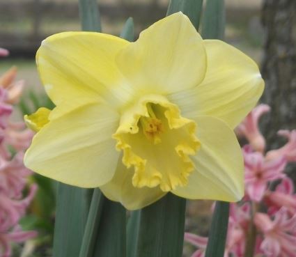 Long-Cupped Narcissus, Large-cupped Daffodil Avalon