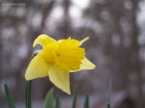 Short-cupped Narcissus, Small-cupped Daffodil Dreamlight
