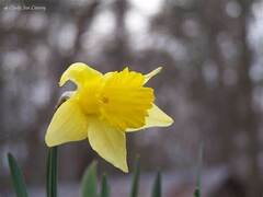 Short-cupped Narcissus, Small-cupped Daffodil 'Dreamlight'