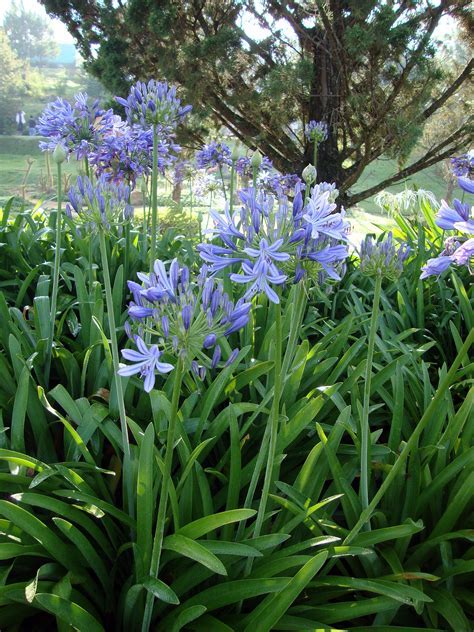 Agapanthus, Lily of the Nile, African Lily Ellamae