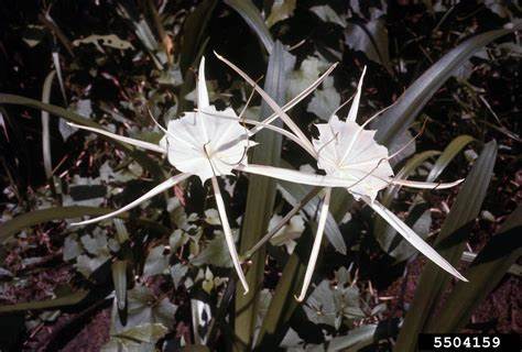 Green Spiderlily, Henrys Spiderlily