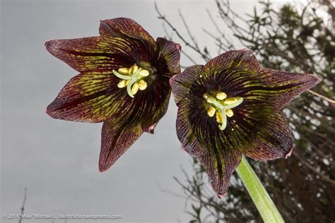 Fritillaria Species, California Chocolate Lily, Mission Bells