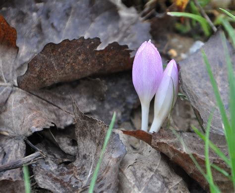 Autumn Crocus, Fall Crocus Albus