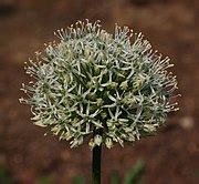 Allium, Ornamental Onion, Ornamental Allium Mount Everest