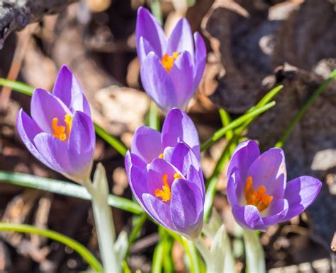 Dutch Crocus, Spring Crocus King of the Striped