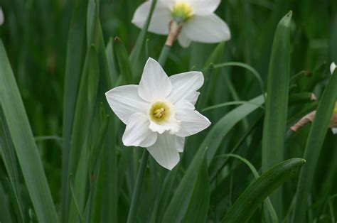 Trumpet Narcissus, Trumpet Daffodil Colleen Bawn