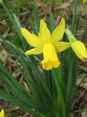 Trumpet Narcissus, Trumpet Daffodil 'Golden Spur'