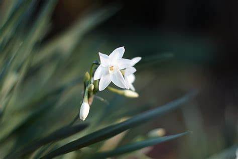 Tazetta Narcissus, Paperwhite Daffodil, Paperwhites Grand Monarque