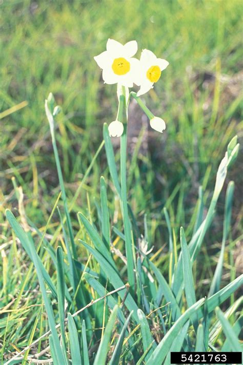 Tazetta Narcissus, Paperwhite Daffodil, Paperwhites Laurens Koster