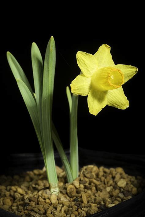 Trumpet Narcissus, Trumpet Daffodil Little Gem