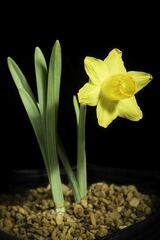 Trumpet Narcissus, Trumpet Daffodil 'Little Gem'