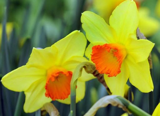 Long-Cupped Narcissus, Large-cupped Daffodil Red Devon