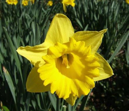Long-cupped Narcissus, Large-cupped Daffodil Saint Keverne