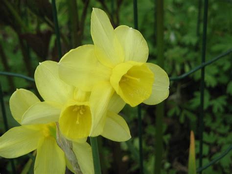 Triandrus Narcissus, Triandrus Daffodil, Angels Tears White Lady