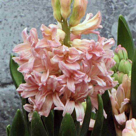 Hyacinthus, Dutch Hyacinth Gipsy Queen