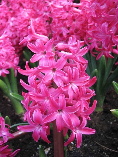 Hyacinthus, Heirloom Dutch Hyacinth City of Haarlem
